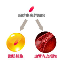 脂肪由来幹細胞の多分化能力