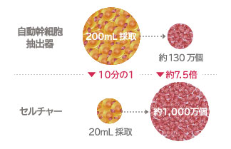 両胸の脂肪採取量と脂肪幹細胞量の比較