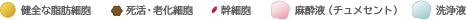 健全な脂肪細胞／死活・老化細胞／幹細胞／麻酔液（チュメセント）／洗浄液