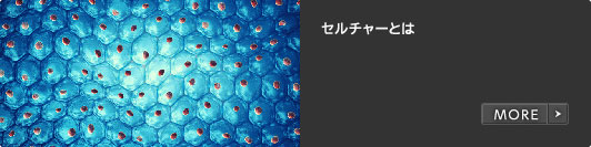 セルチャーとは