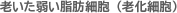 老いた弱い脂肪細胞（老化細胞）