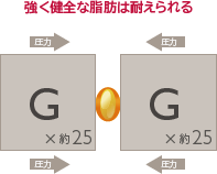 強く健全な脂肪は耐えられる