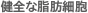 健全な脂肪細胞